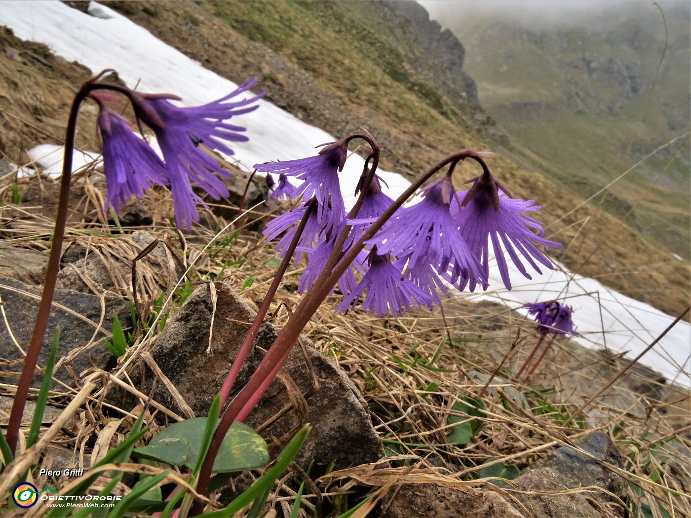 56 Soldanella pusilla (Soldanella della silice) alla Bocchetta Triomen.JPG